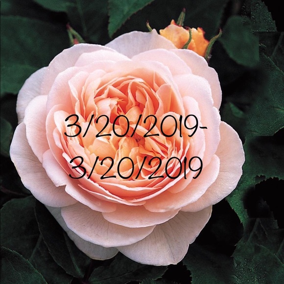 Meet your Posher, The Rack - Picture 8 of 15